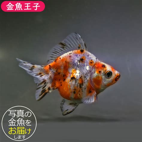 山形金魚|生体販売 